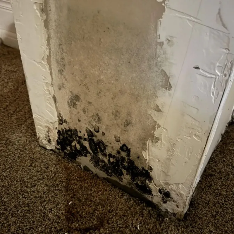 Professional Mold Removal in Fall Branch, TN